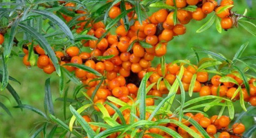 Příčiny žloutnutí listů rakytníku